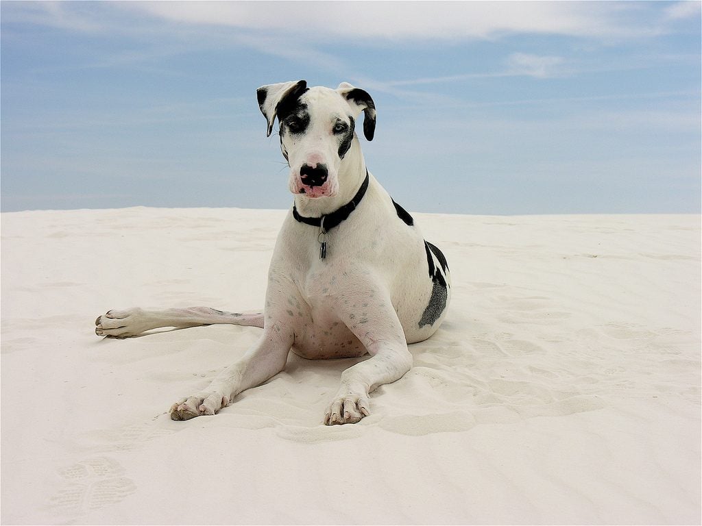 Great Dane on the beach - Great Dane personality