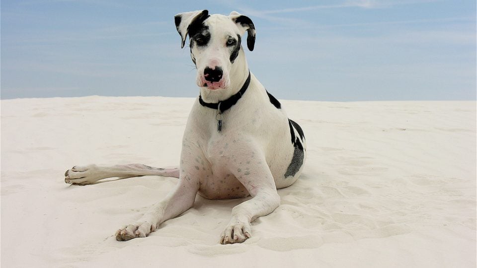 Great Dane on the beach - Great Dane personality