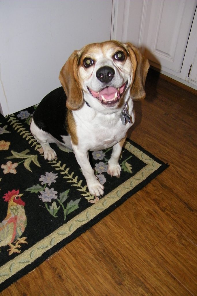 Happy beagle - beagle temperament