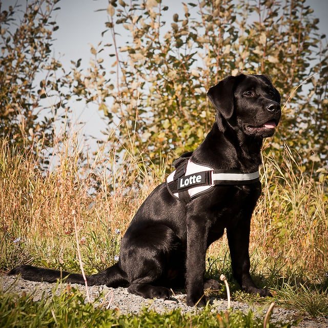 Labrador Retriever - Top 10 Smartest Dog Breeds
