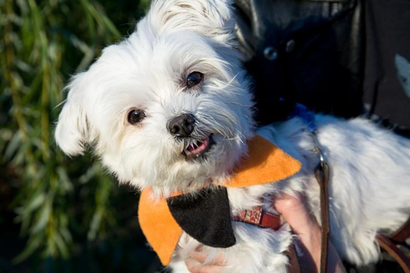 5 Surprisingly Awesome Apartment Dogs Rover Blog Maltese Best Dogs For Apartments