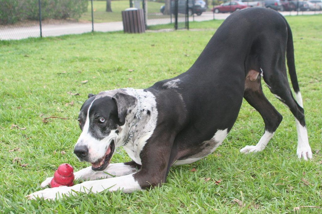 Playful Great Dane - Great Dane personality