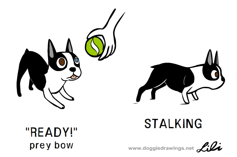 Stalking dog behaviors