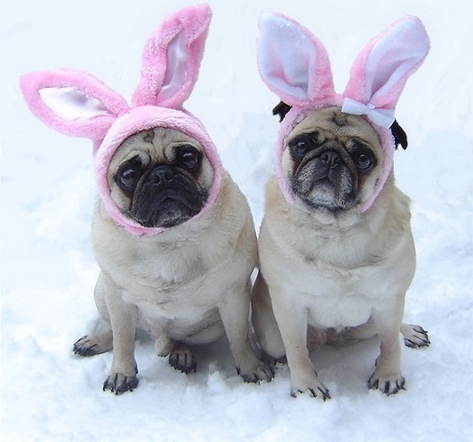 Pugs in bunny ears - what does my dog say about me?