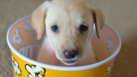 Puppy in popcorn - list of dog movies