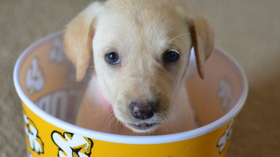 Puppy in popcorn - list of dog movies