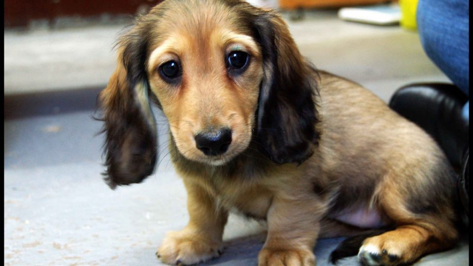 crate training chihuahua puppy