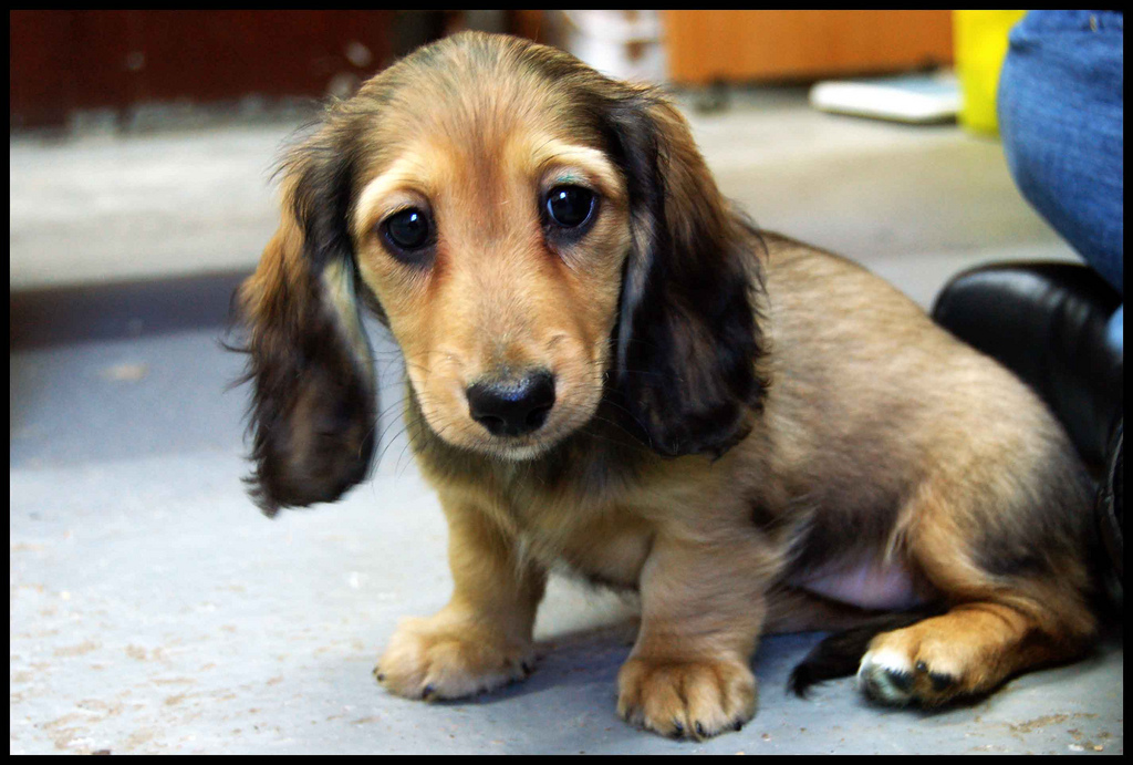 aspca crate training