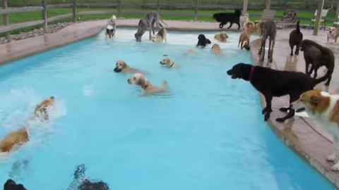 Puppy pool party - dog pool party