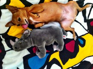 Rhino dog friendship