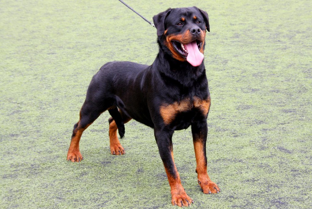 Rottweiler - what does my dog say about me?