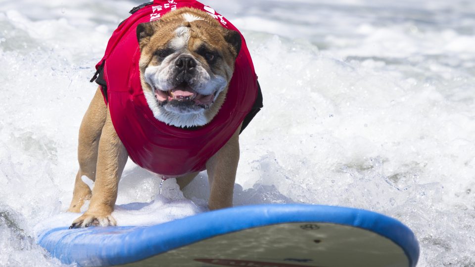 bulldog surfs - dog friendly cities