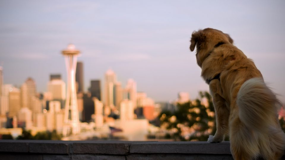 Seattle dog - dog friendly cities