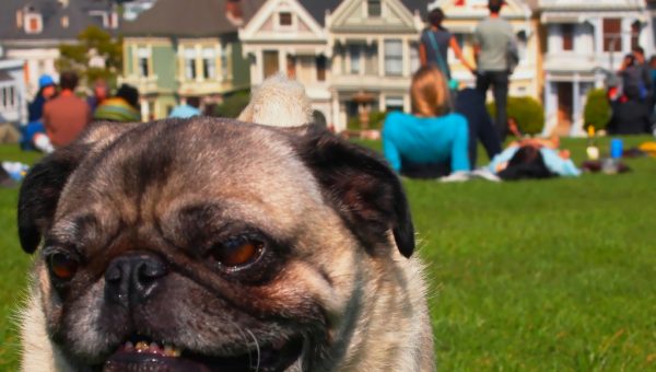 Best Dog Boarding Near Nyc Best Dog Boarding Near Nyc