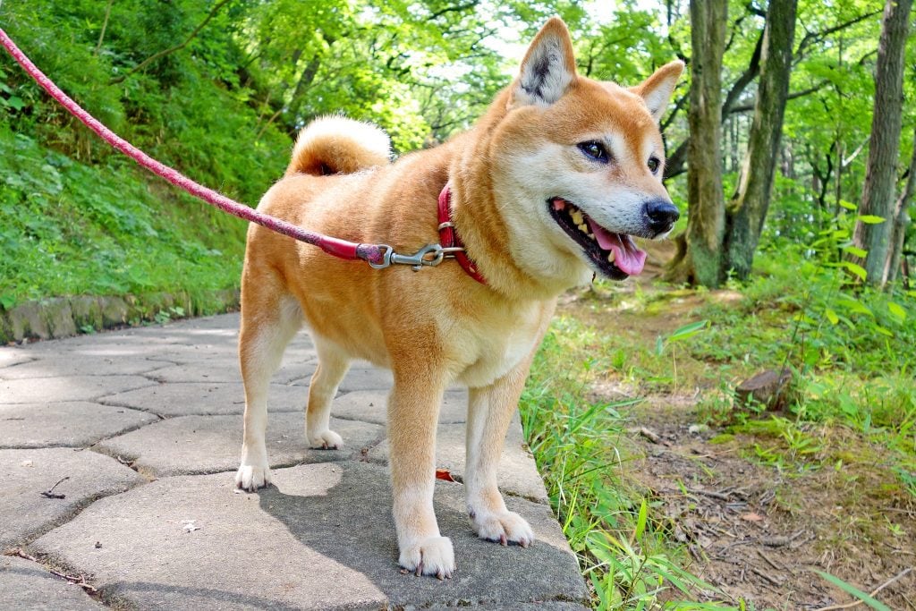 Shiba Inu - dog breeds