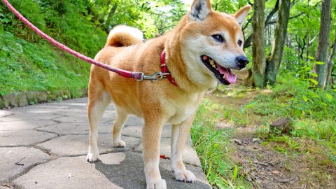 Shiba Inu - dog breeds
