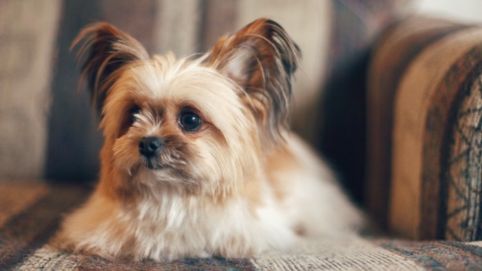 shih tzu temperament spunky 7 shih tzu ready for reality tv rover shih tzu temperament spunky 7 shih tzu ready for reality tv rover