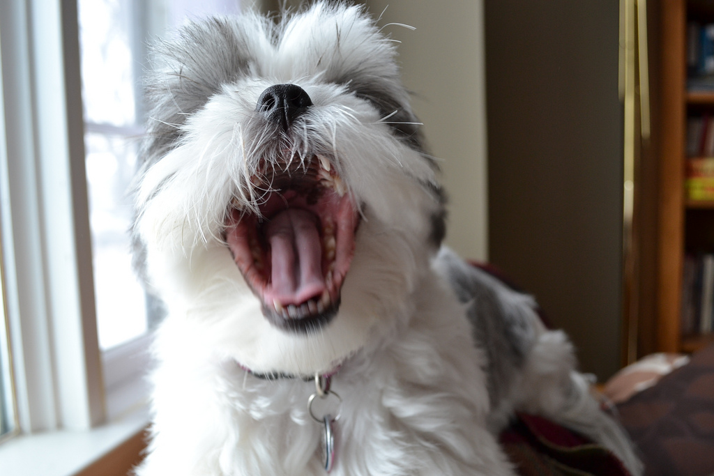 singing shih tzu 7 shih tzu ready for reality tv rover singing shih tzu 7 shih tzu ready for reality tv rover