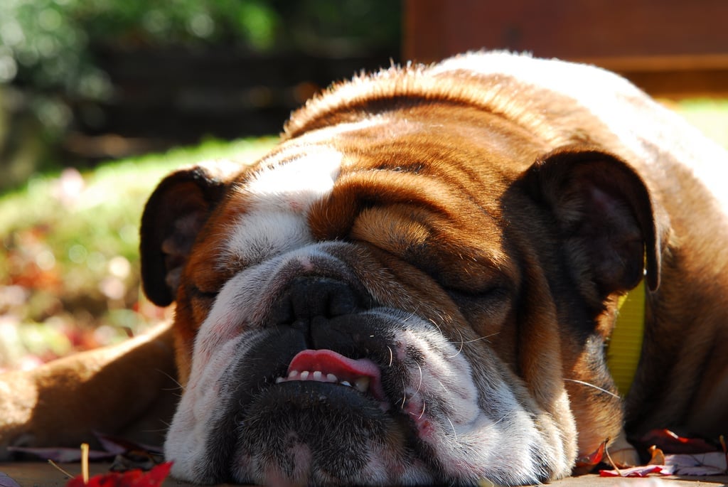 Sleepy bulldog - English bulldog personality