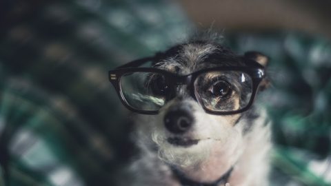Dog in glasses - dog myths