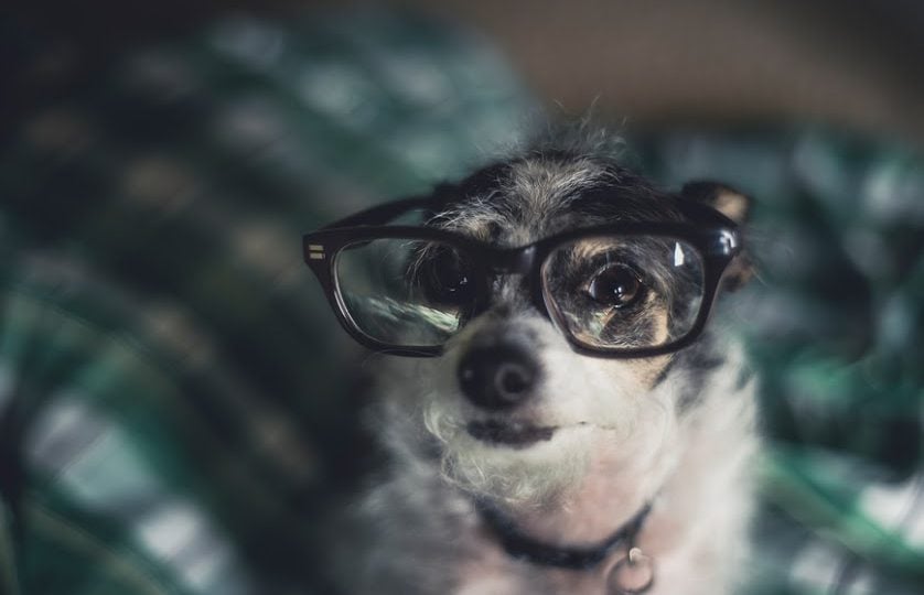 Dog in glasses - dog myths