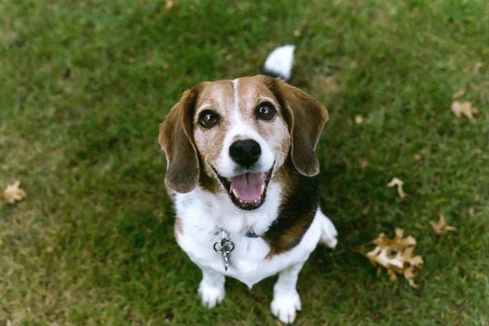Happy beagle personality
