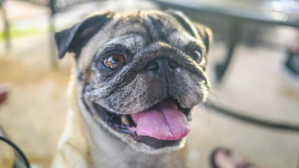most popular pug names the most popular names of 2014 rover most popular pug names the most popular names of 2014 rover