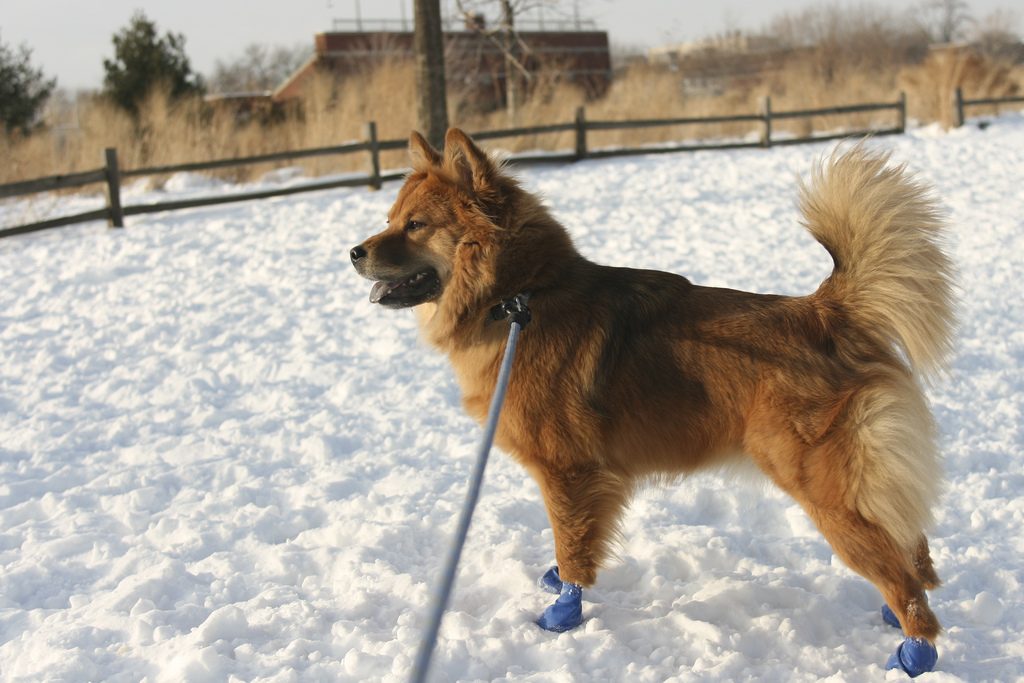 Best Dog Booties For Cold Weather Best Dog Booties For Cold Weather