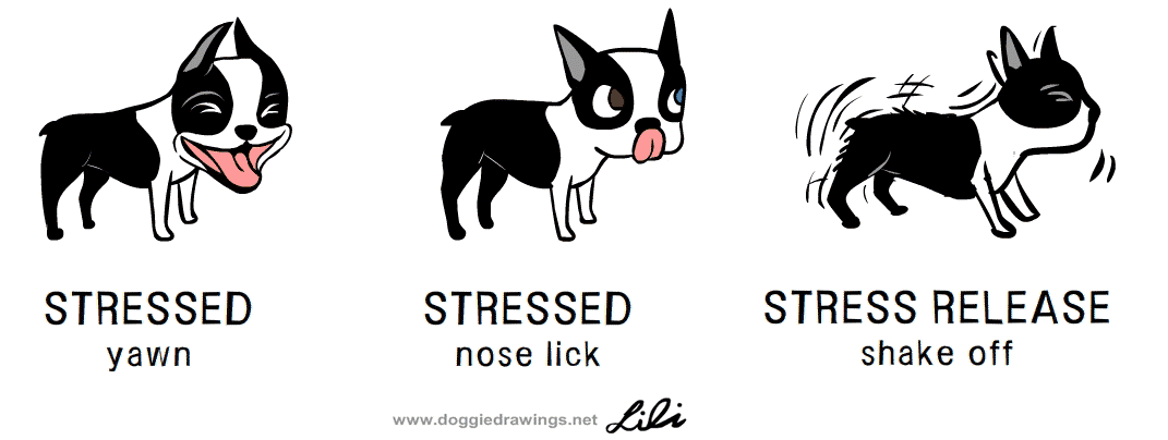 Stressed dog behaviors