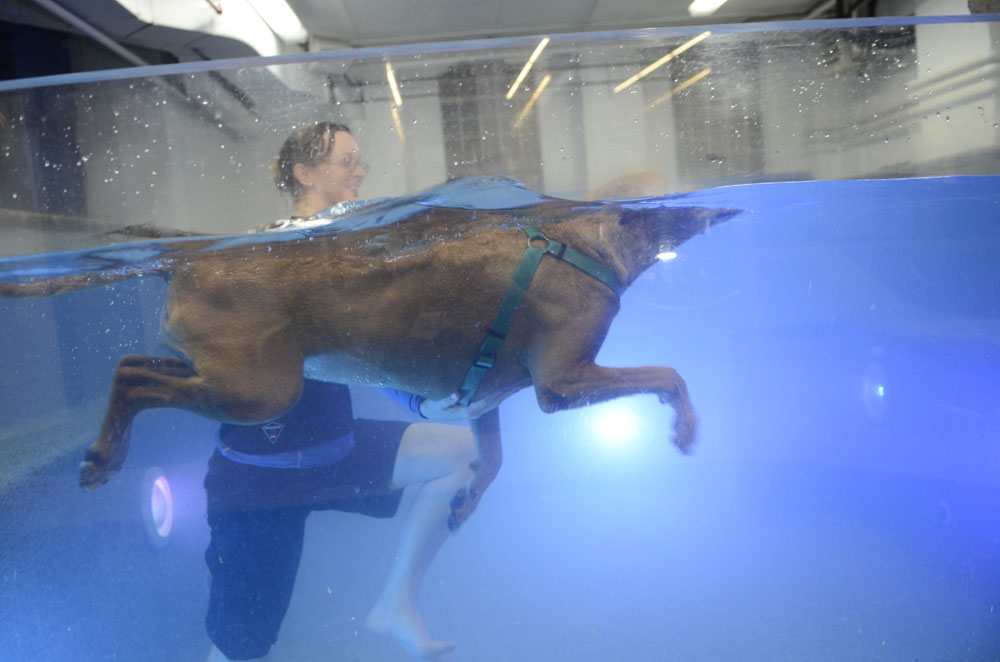 Swimming dog NYC