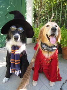 Dog Harry Potter