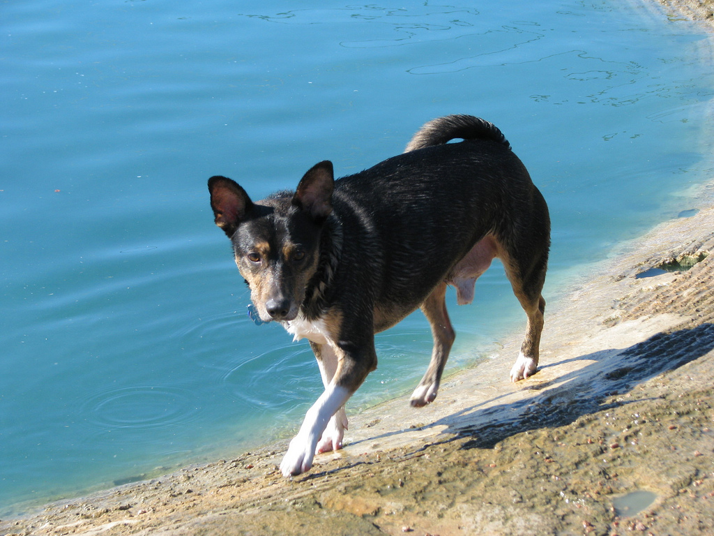 Houston beach dog - best houston dog parks