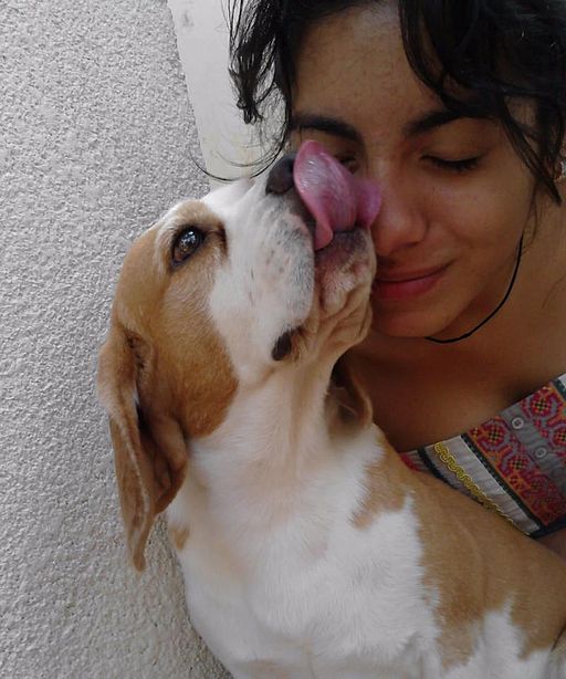 Beagle licking a woman's face - my dog has bad breath