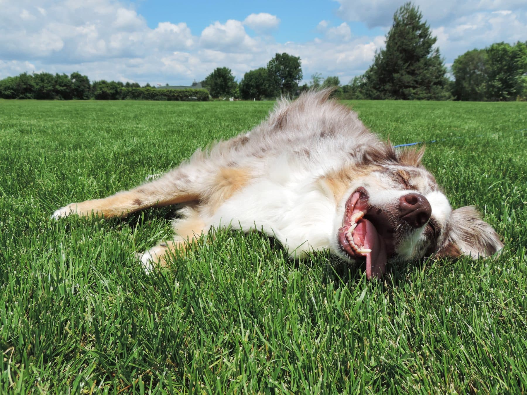 How Do Dogs Get Parvo? Symptoms, Treatment and Prevention of CPV