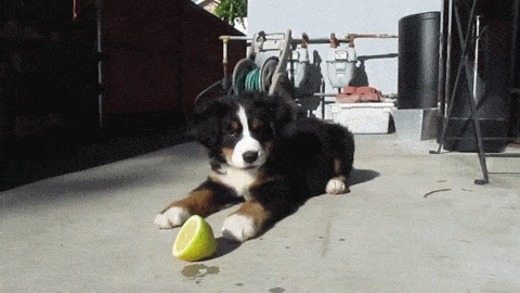 bernese puppy versus lemon