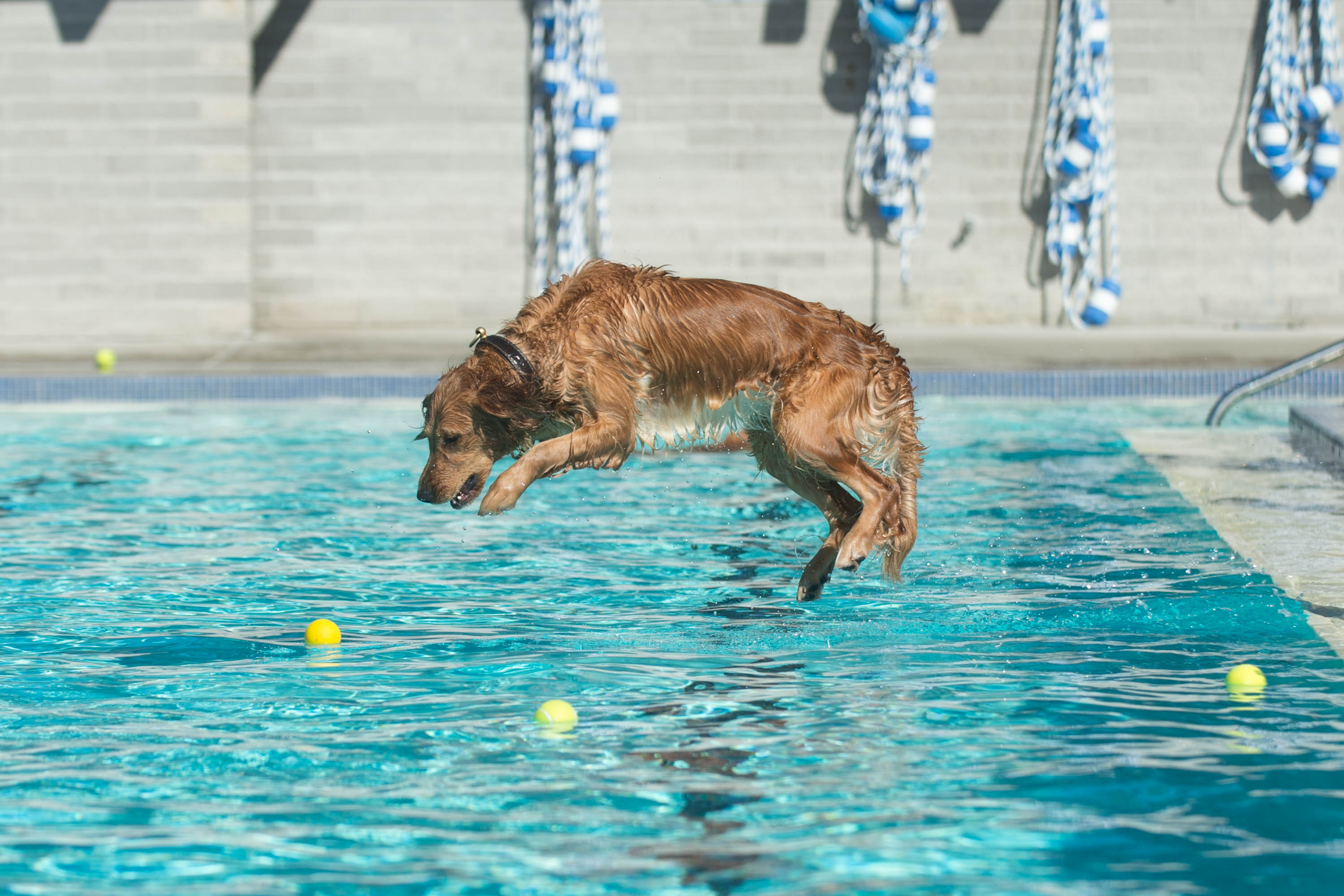 Seattle dog pool party