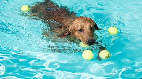 Dog Days of Summer pool party