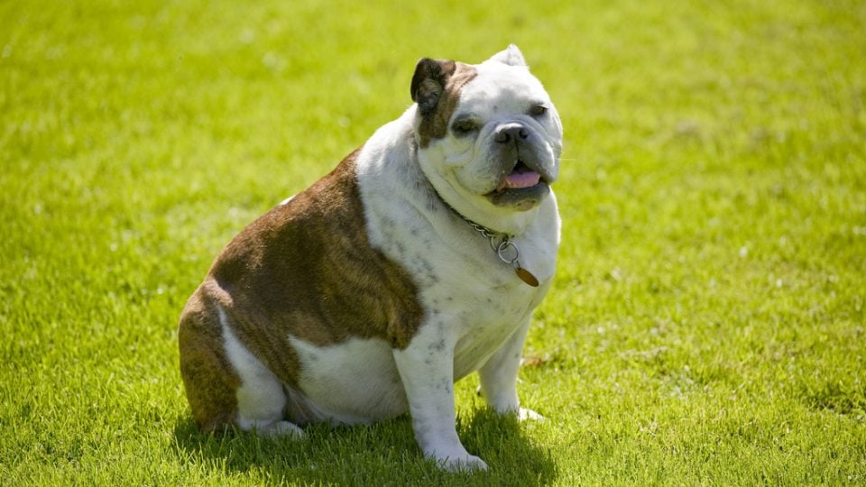 Bulldog in the grass - help my dog lose weight
