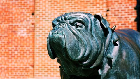 Bulldog mascot