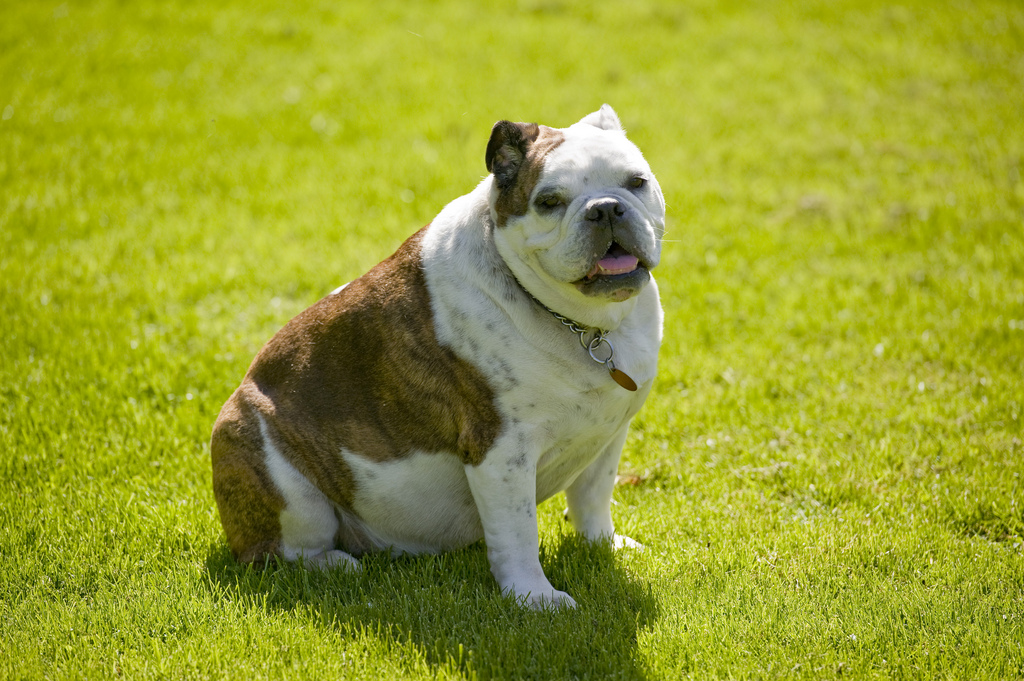 Overweight bulldog