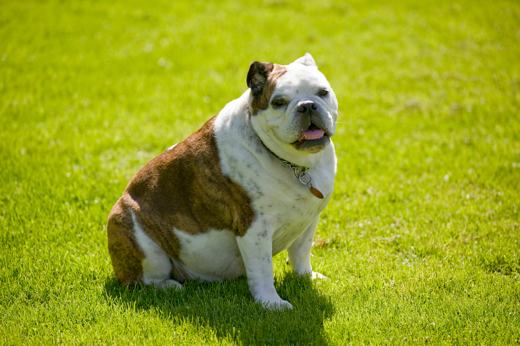 overweight english bulldog