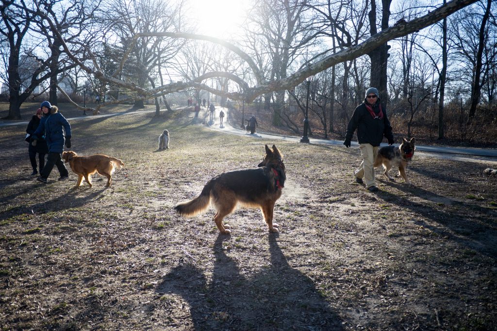 5 Dog Laws Every NYC Dog Lover Must Know