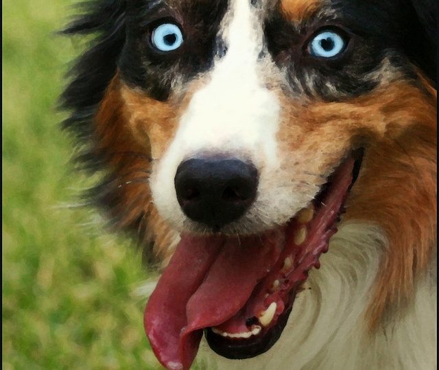 Why Is My Dog Obsessed