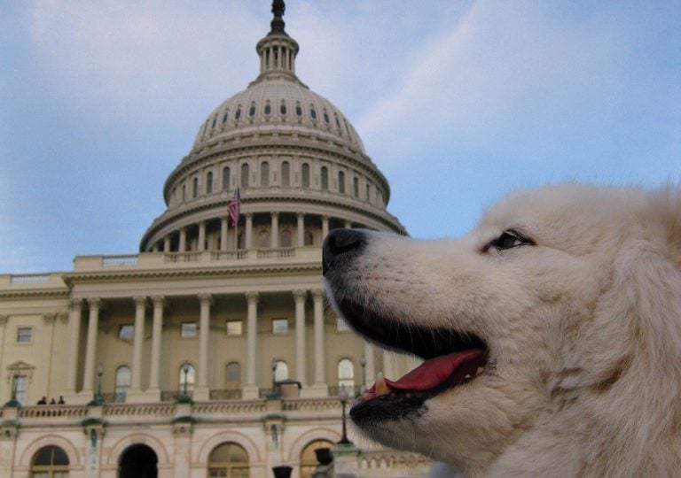 Dog at the Capitol building - best dog friendly restaurants in washington dc