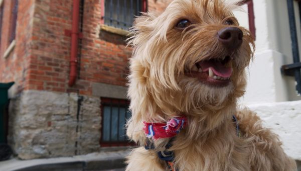 How To Advertise A Designer Dog Breed How To Advertise A Designer Dog Breed