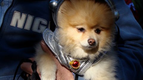 Astronaut holds a dog - dogs in space.