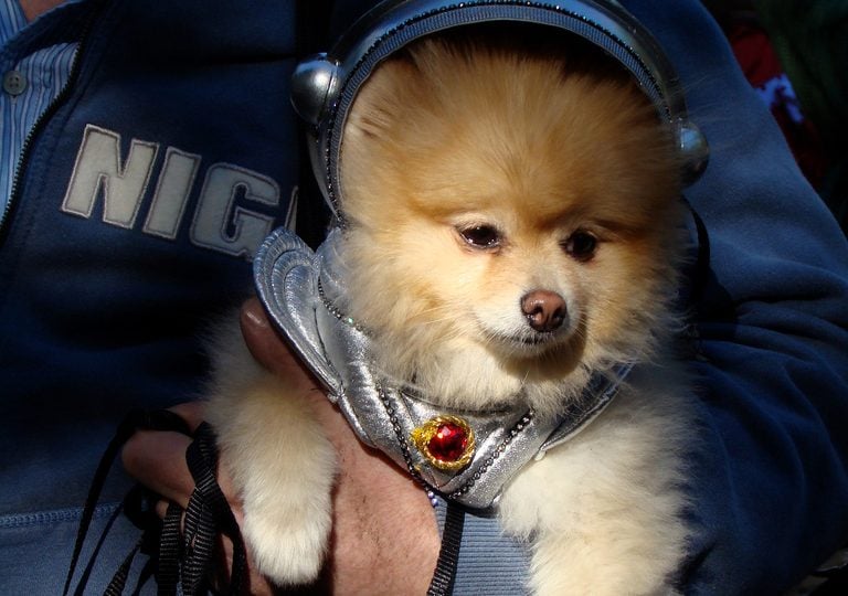 Astronaut holds a dog - dogs in space.