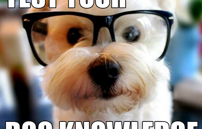 puppy quiz quiz your breeds test your knowledge of breeds with our breeds picture puppy quiz quiz your breeds test your knowledge of breeds with our breeds picture