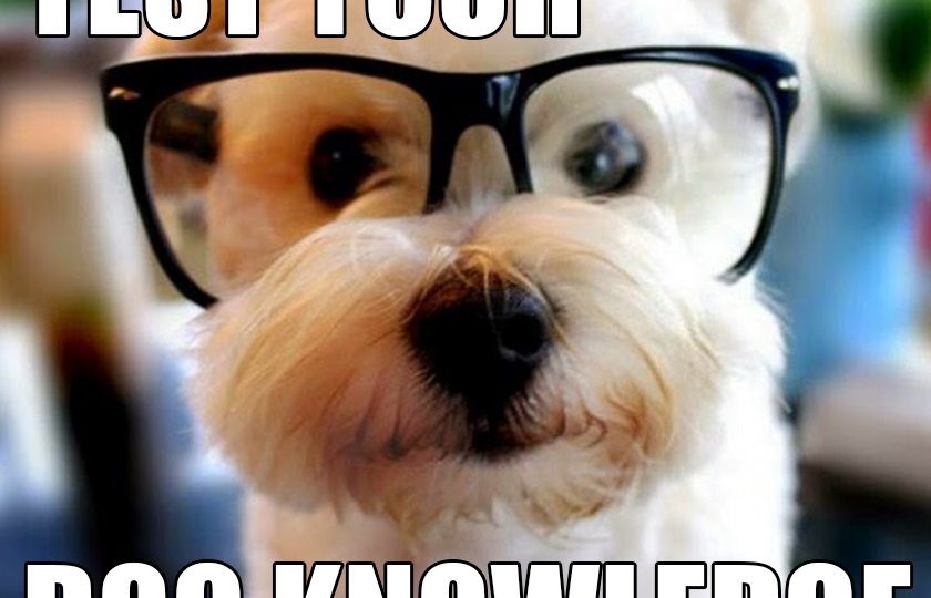 Dog in glasses - test your dog knowledge with this quiz.