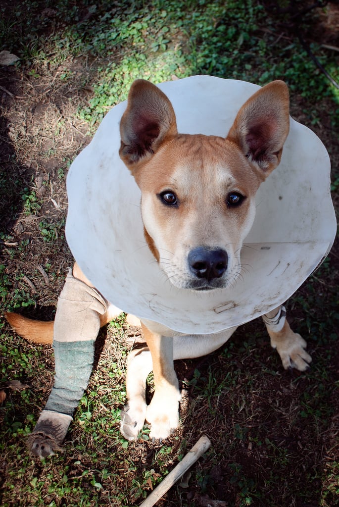 Best Dog Health Insurance In Nyc Best Dog Health Insurance In Nyc